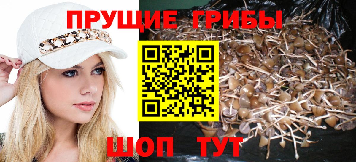 Стрежевой  Псилоцибиновые грибы GOLDEN TEACHER  Вход с VPN 